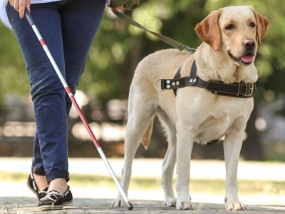 L’école de Chiens Guides de Paris, l’association qui remet gratuitement des chiens guides aux personnes aveugles ou malvoyantes